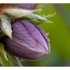 Helleborus