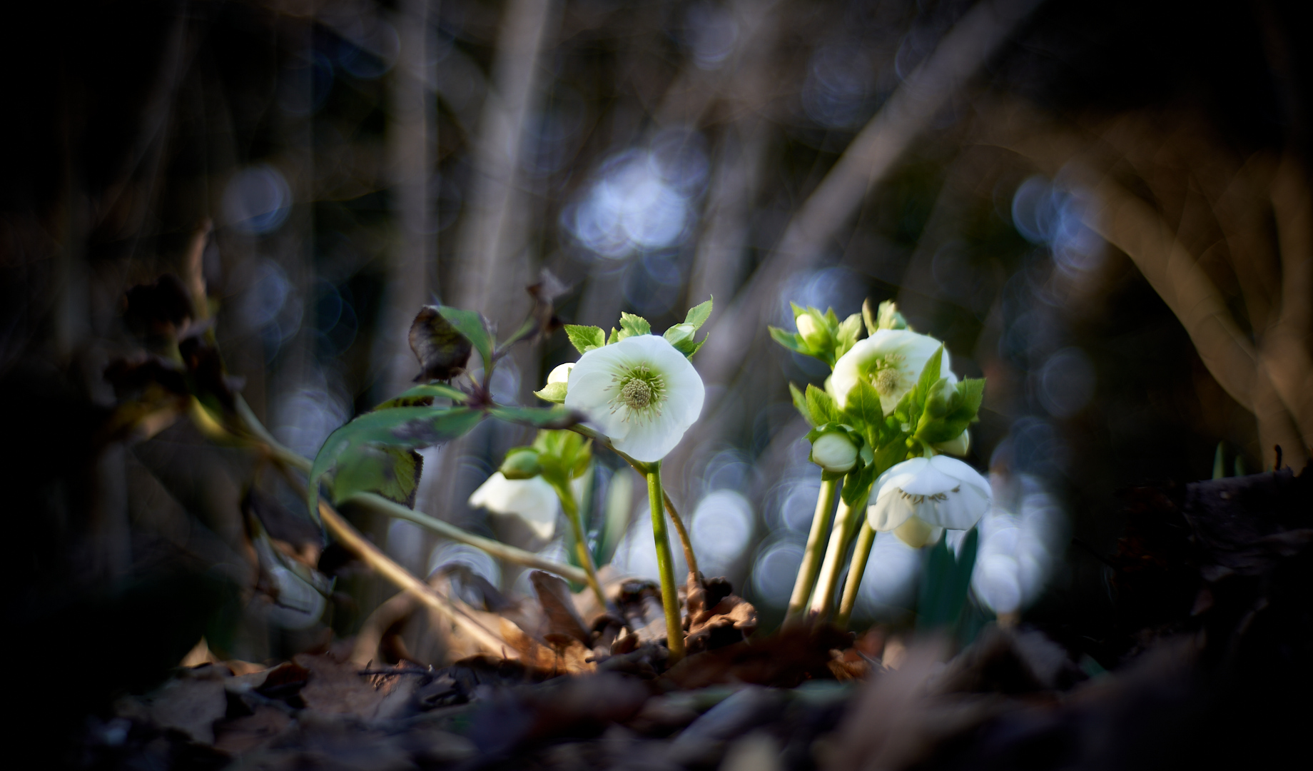 Helleborus