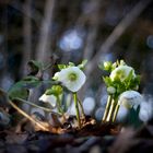 Helleborus