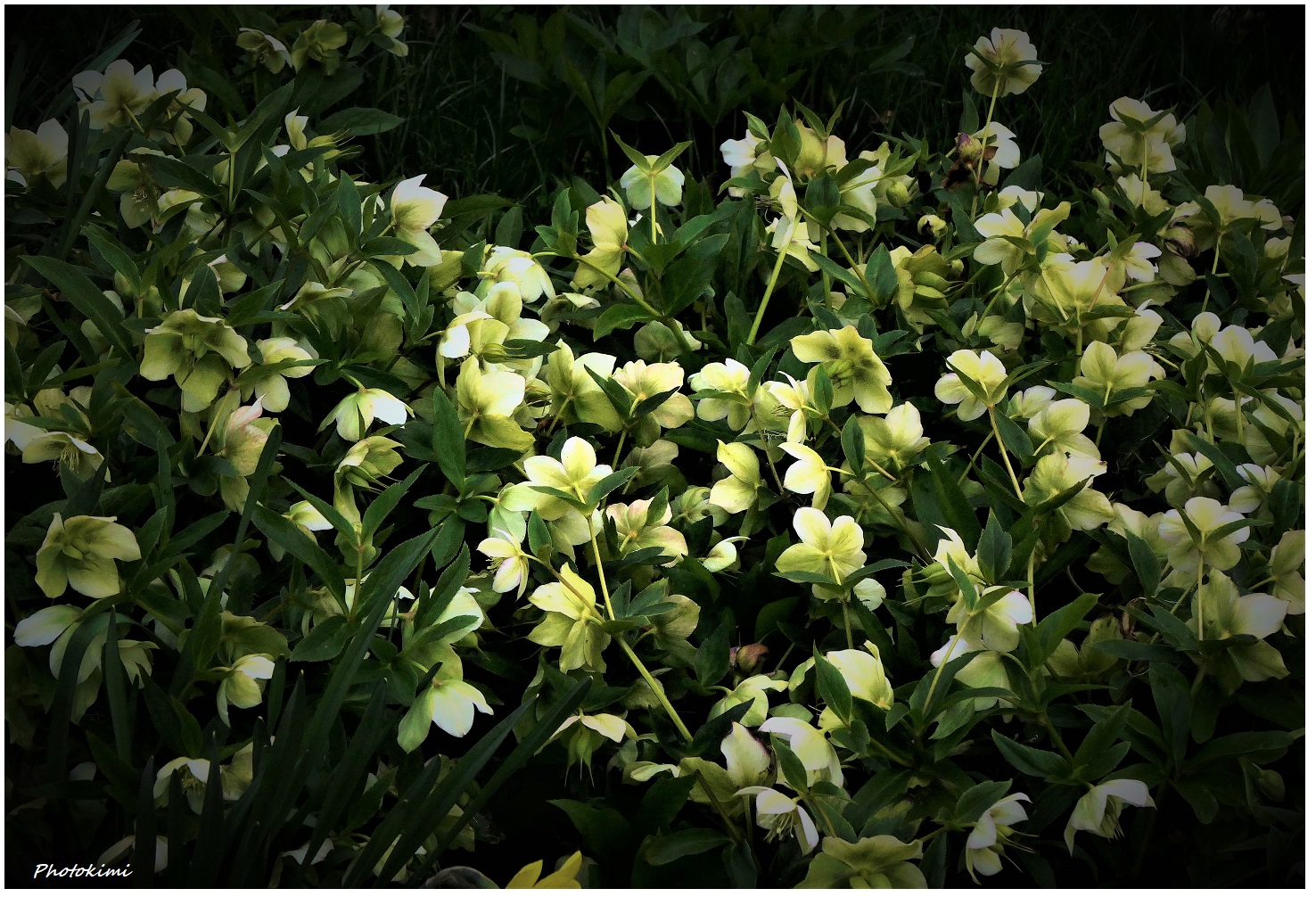 Helleborus 