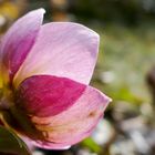 Helleborus 3