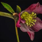 ****Helleborus****