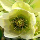 Helleborus