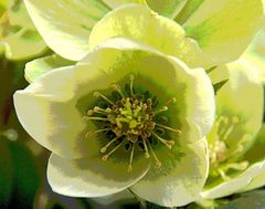 Helleborus