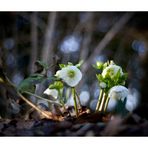 Helleborus