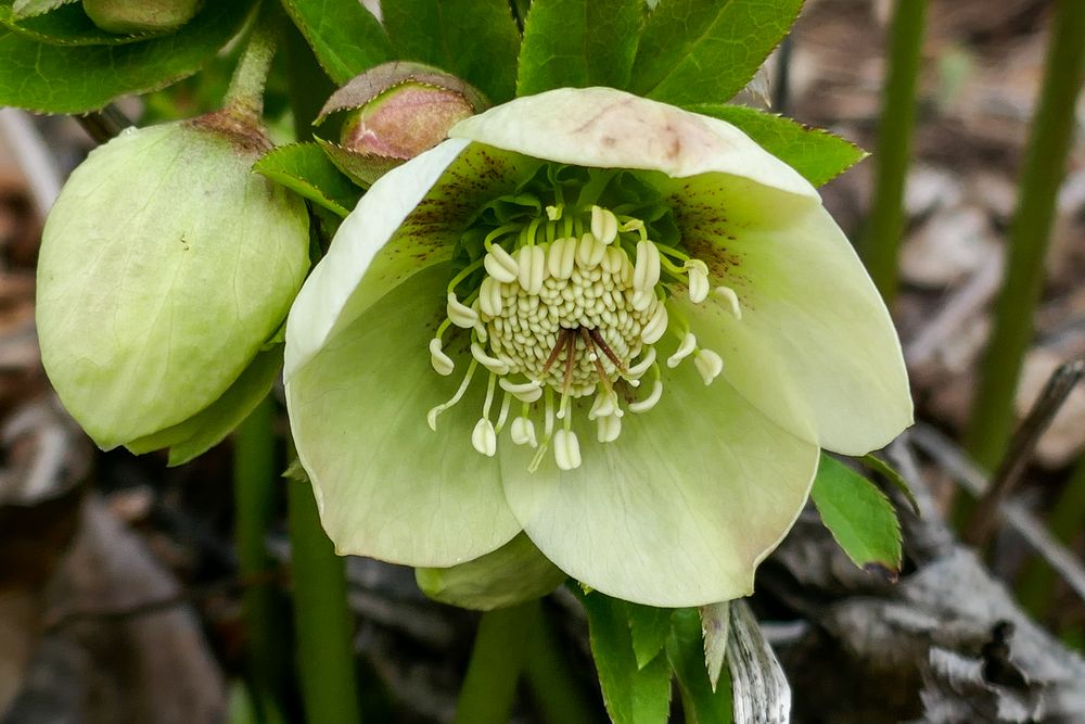 Helleborus 4