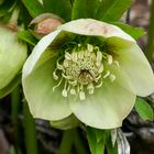 Helleborus 4