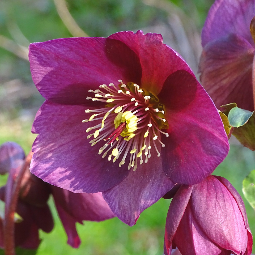 Helleborus