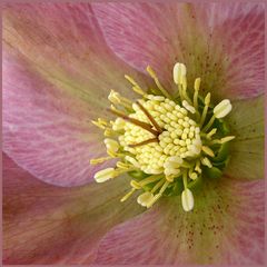 Helleborus