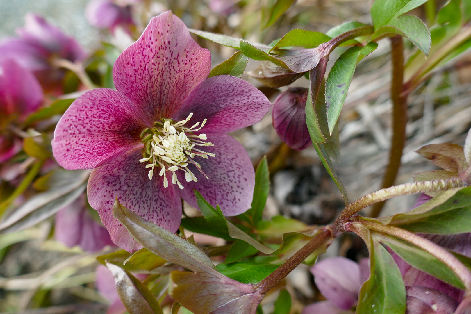 Helleborus 5