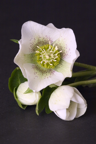 Helleborus