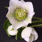 Helleborus