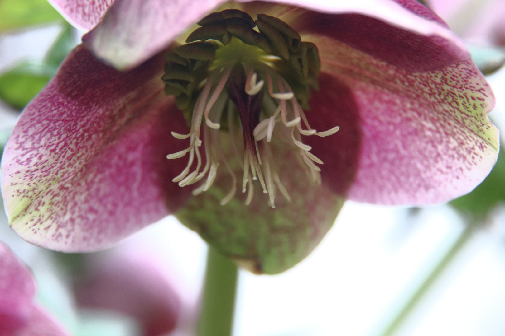 Helleborus