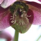 Helleborus