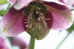 Helleborus