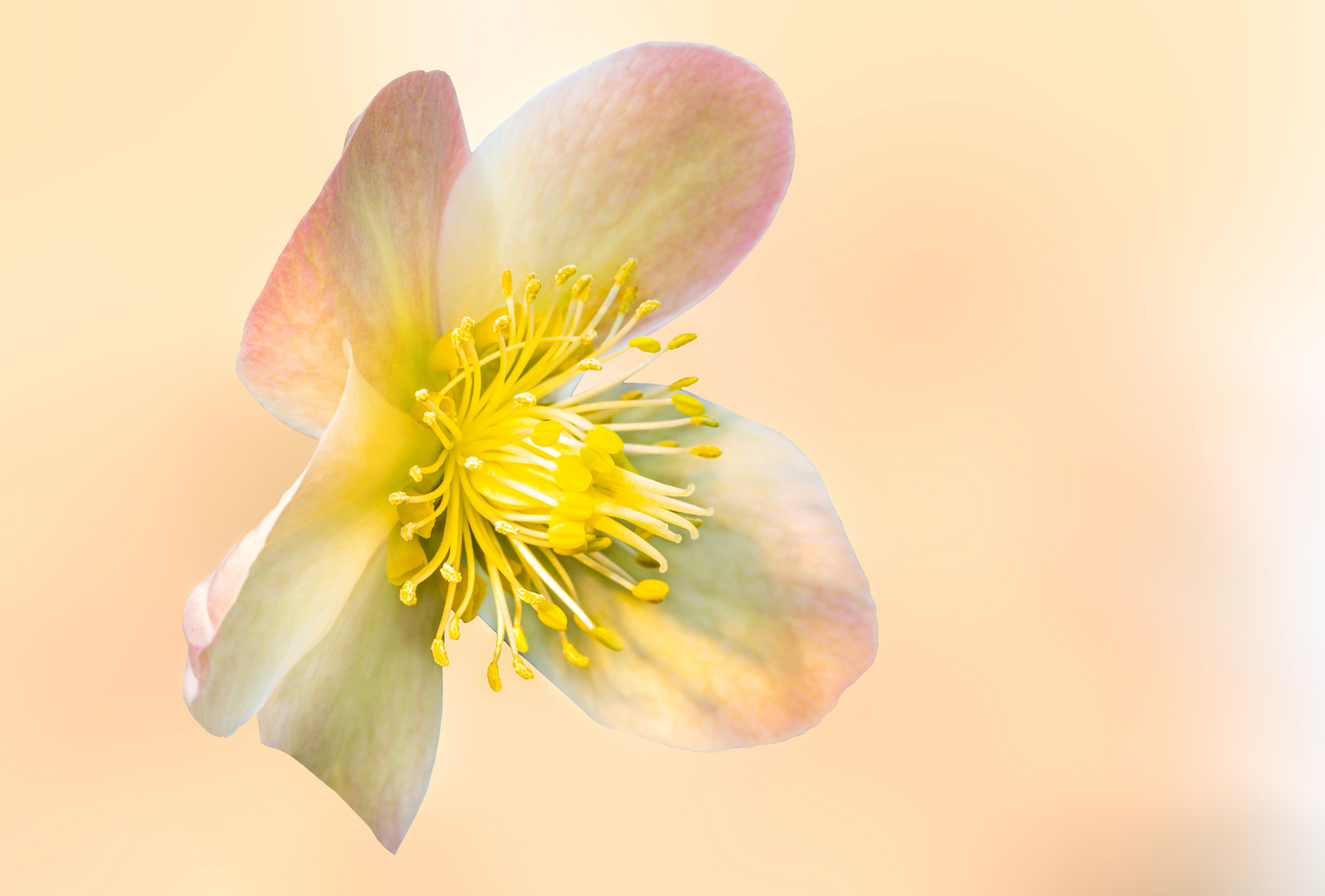 Helleborus