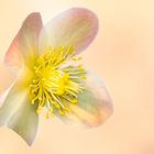 Helleborus