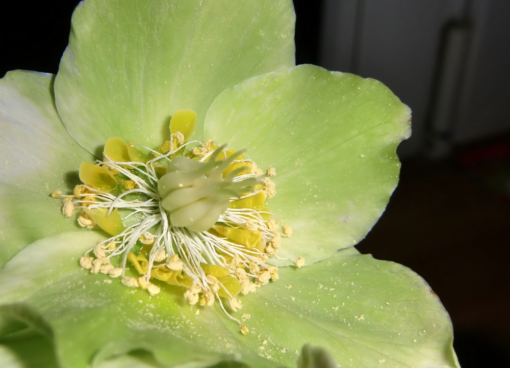 Helleborus