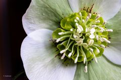 Helleborus