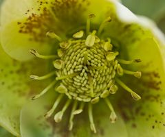 Helleborus