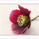 Helleborus