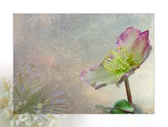 Helleborus