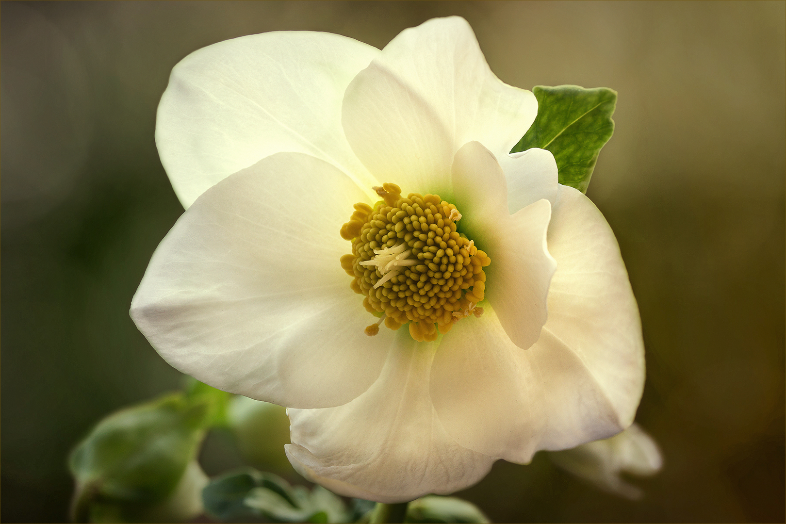 Helleborus....