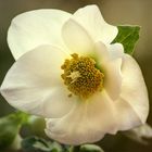 Helleborus....