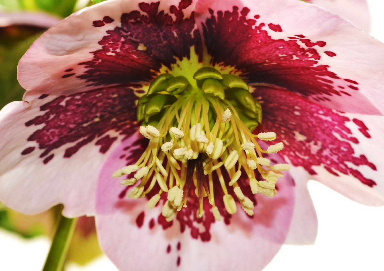 Helleborus