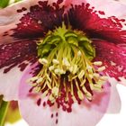 Helleborus