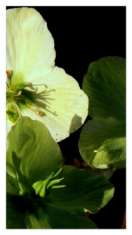 Helleborus...