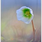 Helleborus