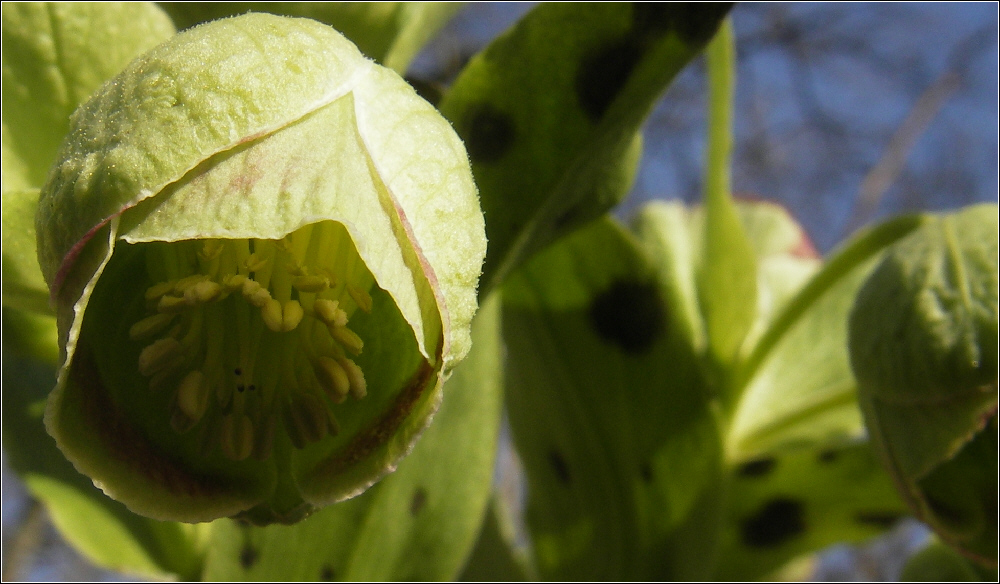 Helleborus