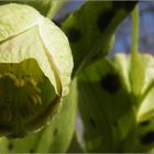 Helleborus