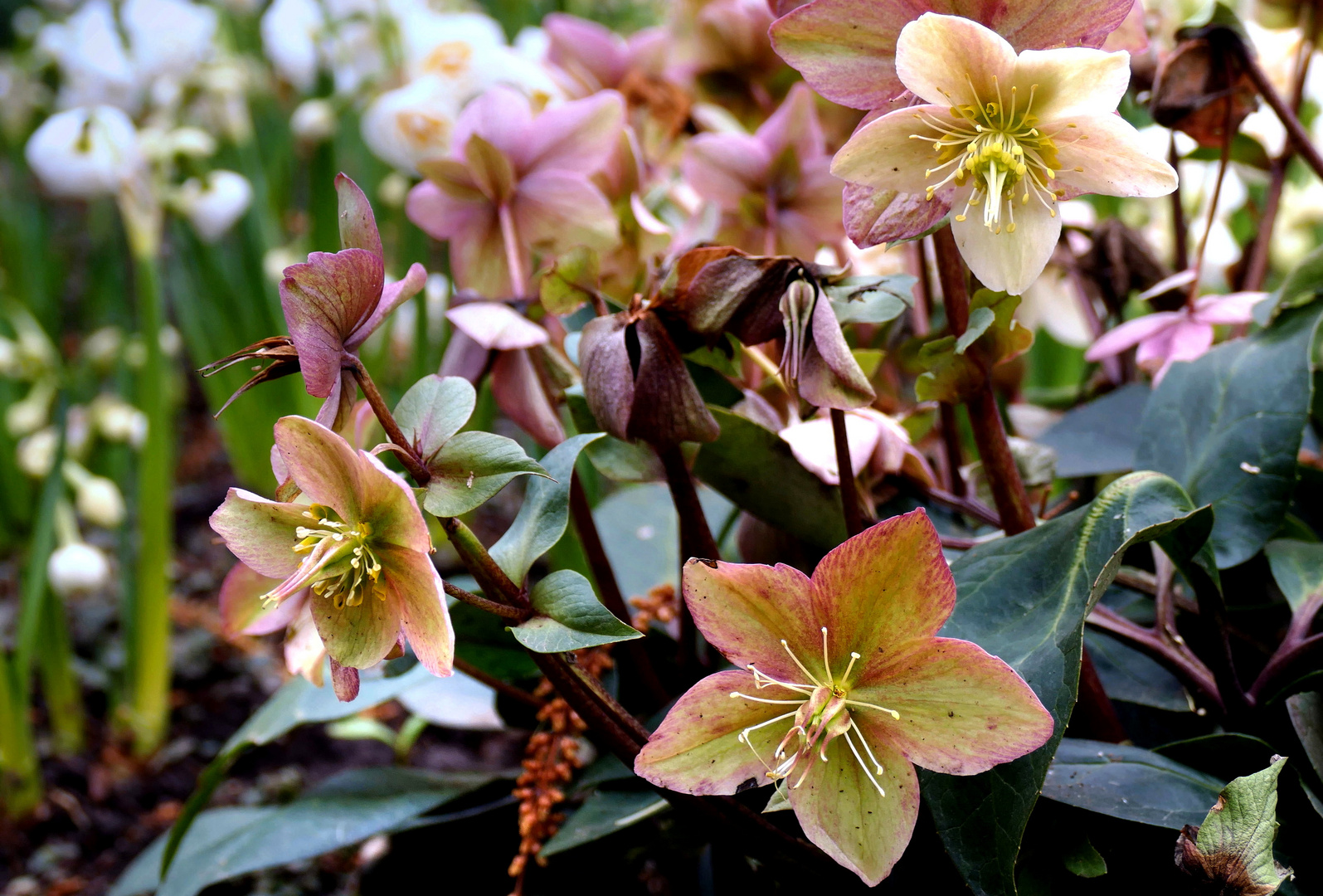 Helleborus