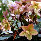 Helleborus