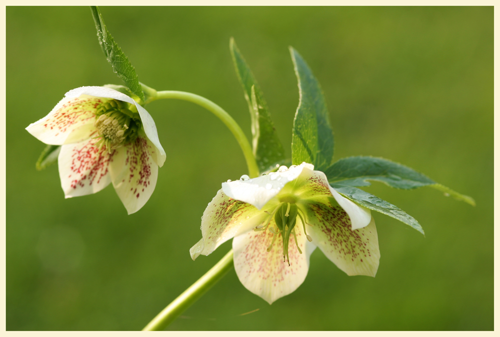 Helleborus