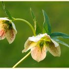 Helleborus