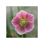 Helleborus...