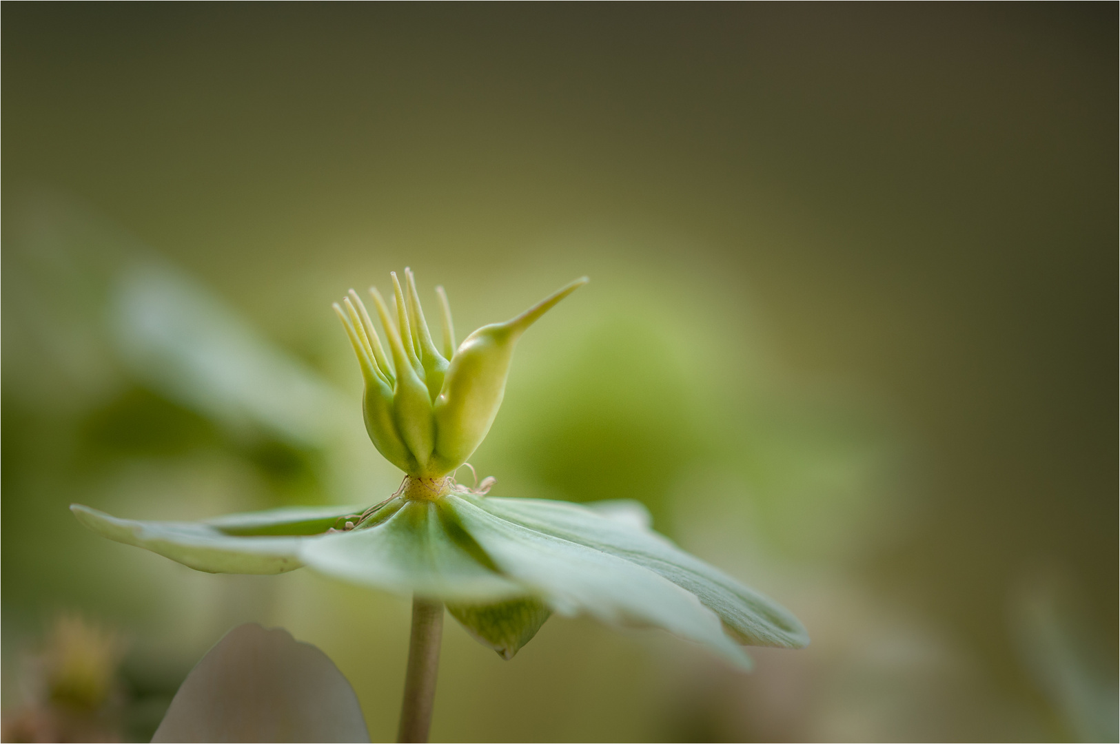 Helleborus