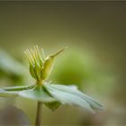 Helleborus