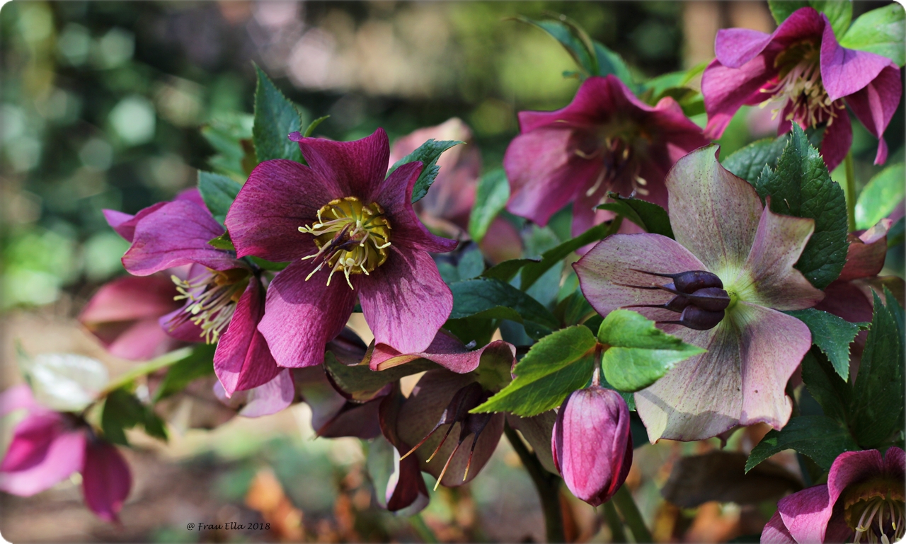 Helleborus