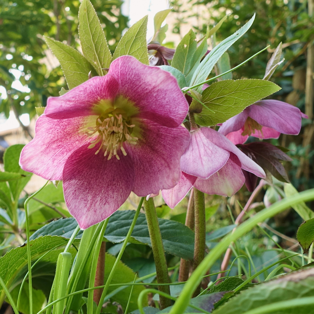 Helleborus