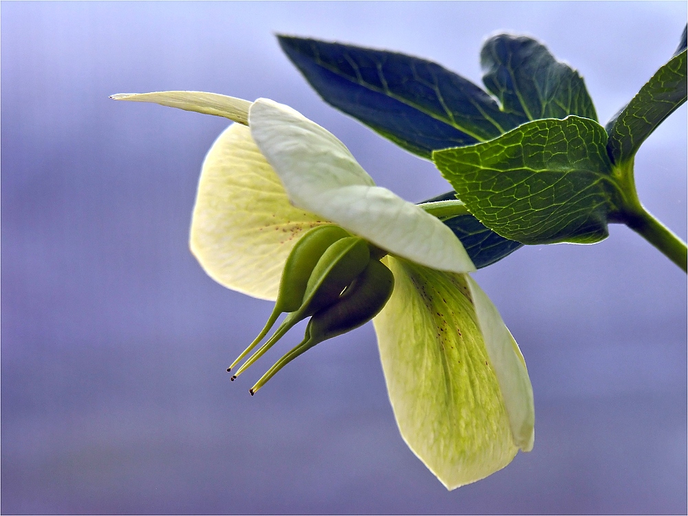 Helleborus