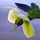 Helleborus