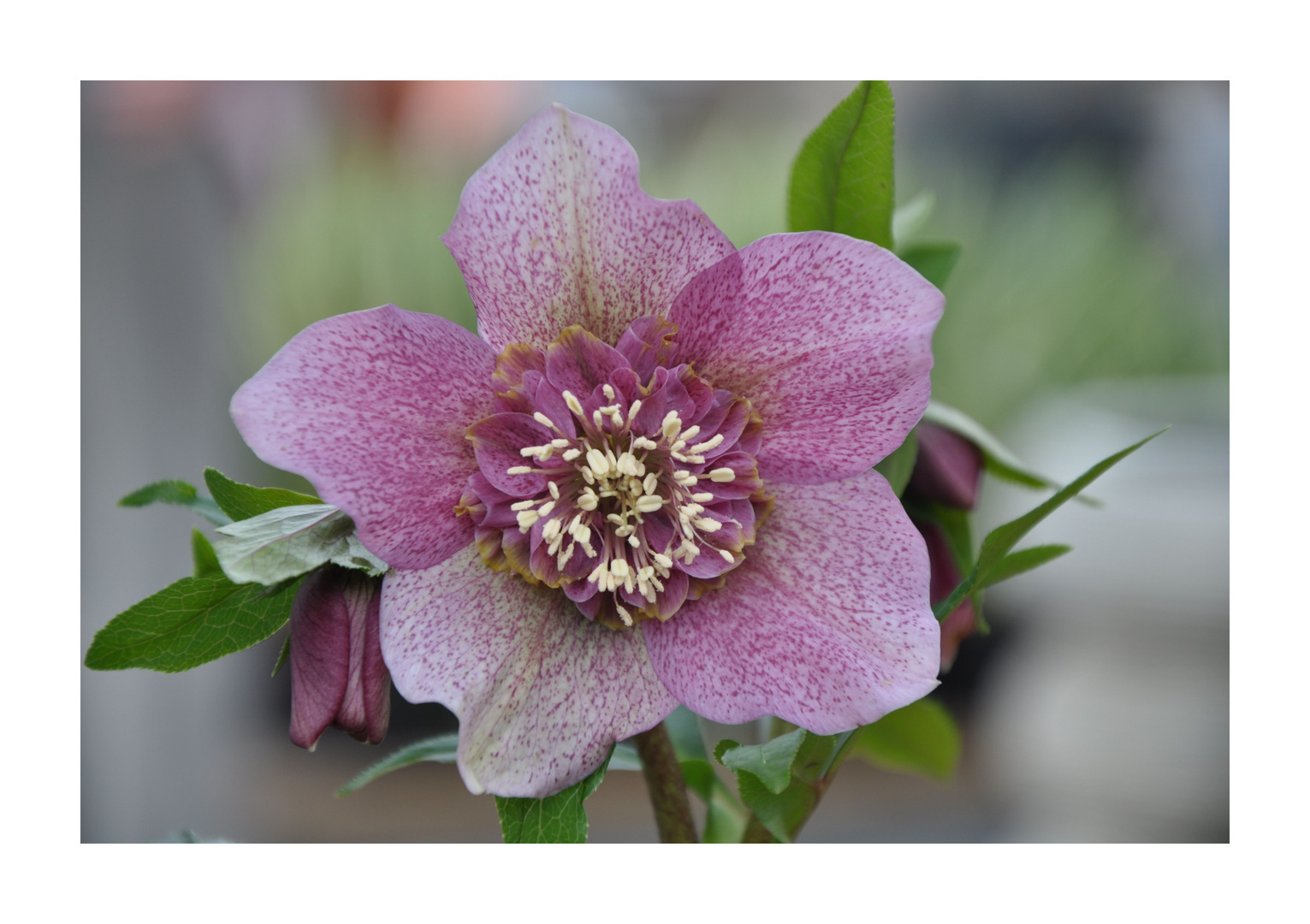 Helleborus