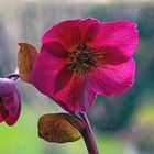 Helleborus