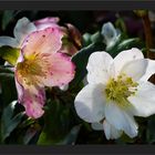 Helleborus