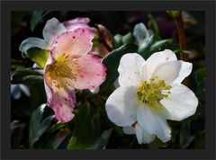 Helleborus