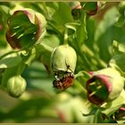 Helleborus argentifolius - grüner Nieswurz